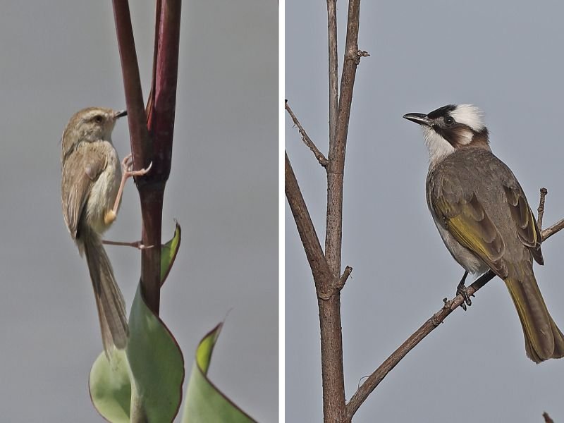 Bird watching, Yehliu Geopark, Taiwan