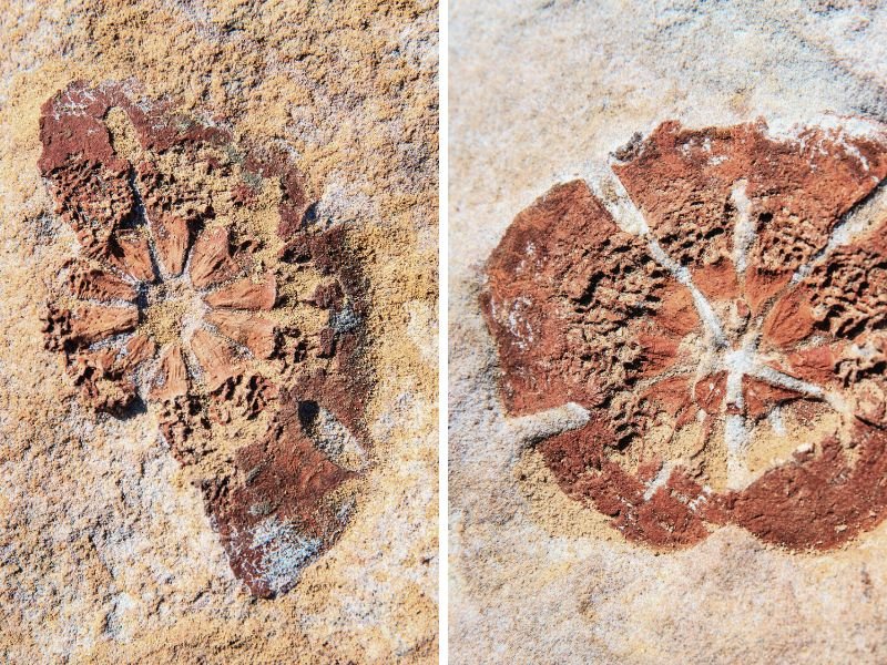 Fossils Yehliu Geopark