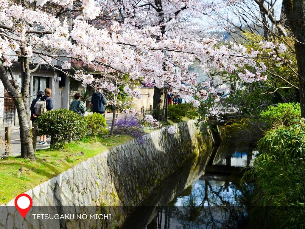 Cherry Blossoms, Tetsugaku No Michi, Kyoto, Japan