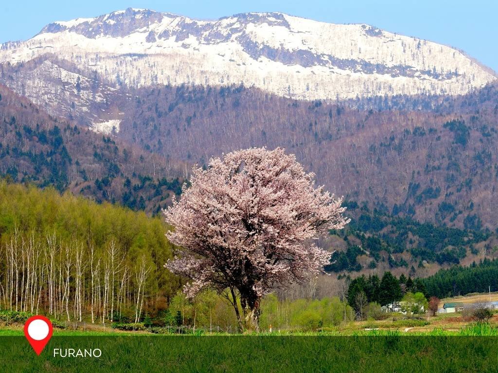 One Cherry, Furano, Hokkaido, Japan