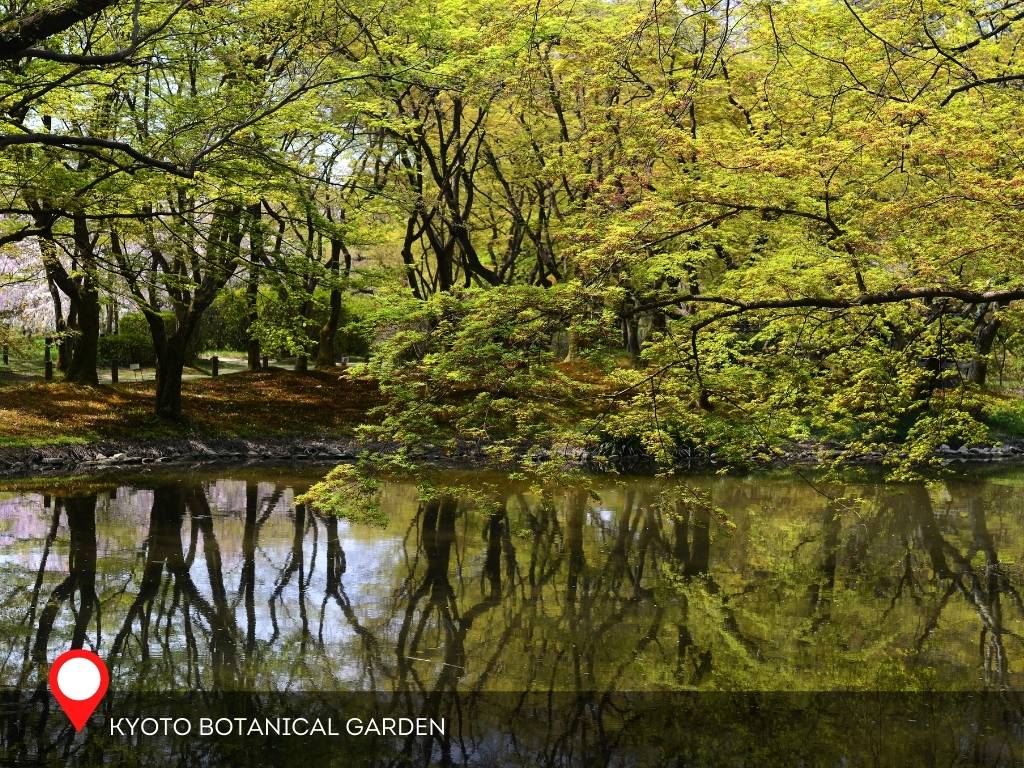 Pond in Kyoto Botanical Garden, Kyoto, Japan