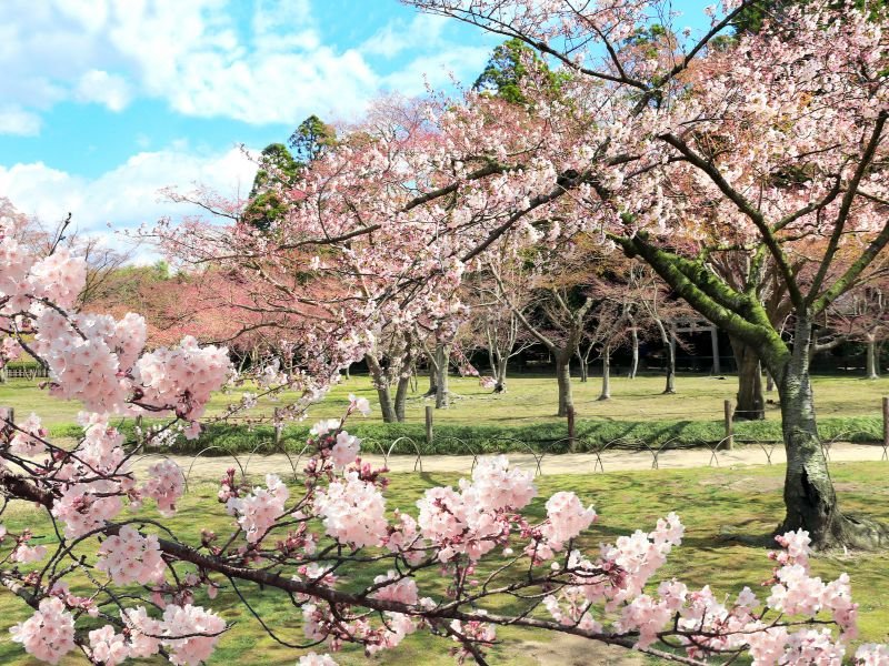 Spring Time in Koishikawa Korakuen Gardens, Tokyo, Japan