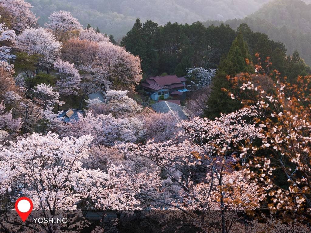 Yoshino, Japan