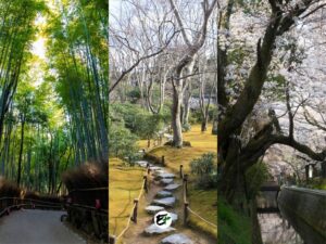 Japan - Kyoto nature