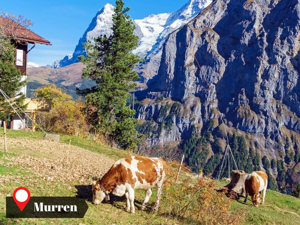 Alpine Pasture, Murren, Swiss Alps