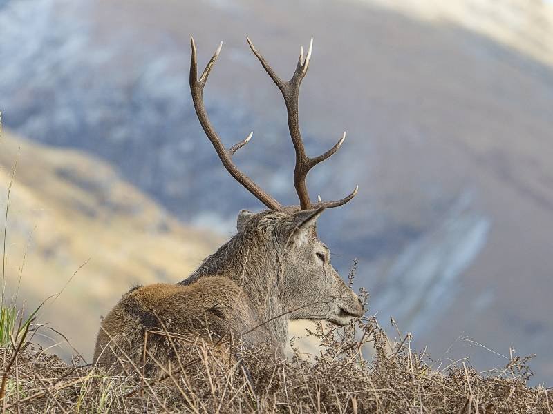 Stag - Wildlife in GaPa