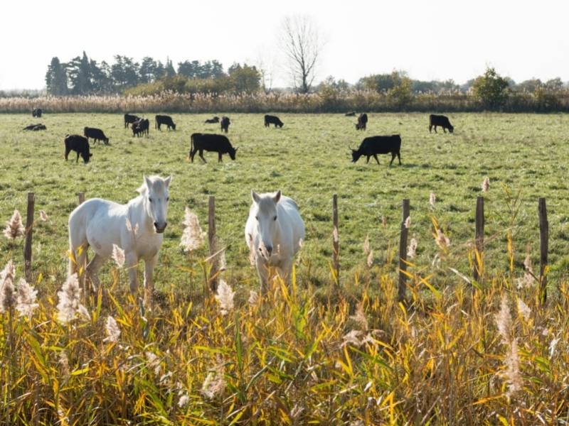 White horses in Camargue Natural Regional Park, Reason to visit Avignon