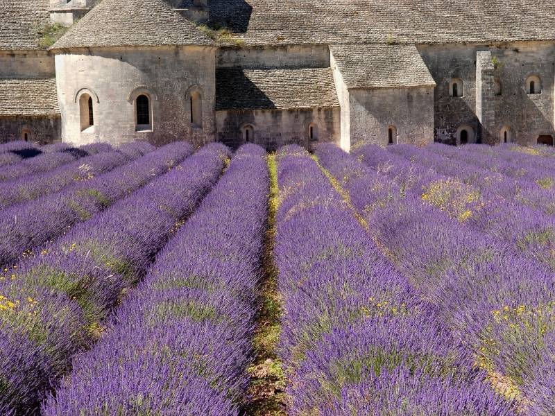 Gordes, France - Senanque Abbey Lavender Field Close-up view
