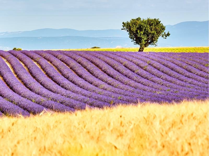 Moustiers Sainte Marie France - Valensole lavender and golden fields