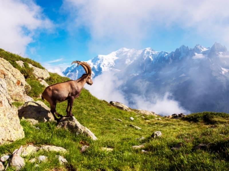 Chamonix France, Ibex near Lac Blanc