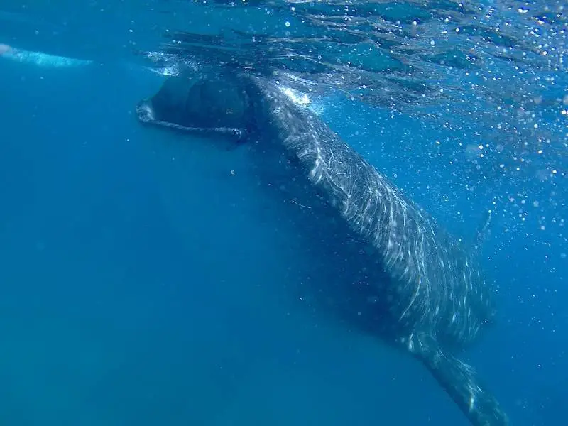 South Cebu, Philippines, Whale Shark in Oslob, South Cebu Itinerary Day 3