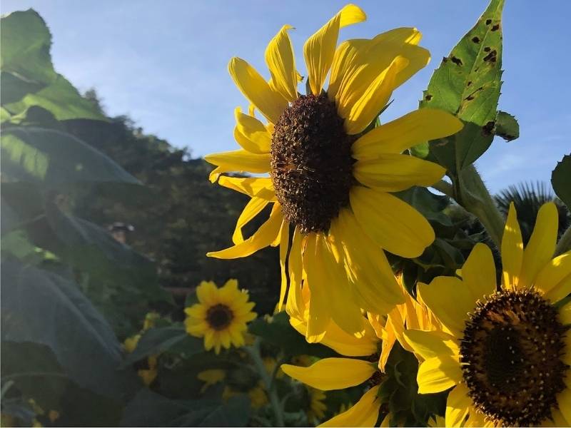 South Cebu, Philippines, Sunflower in Sirao Flower Garden, South Cebu itinerary Day 4