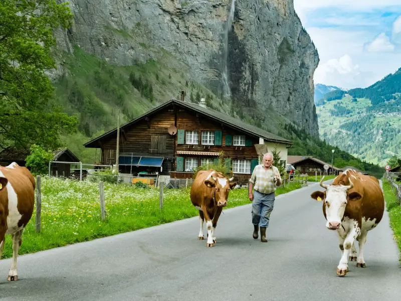 Lauterbrunnen Switzerland, A local moving the cows in Lauterbrunnen. 