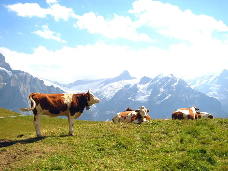 Cows in Bernese Oberland, canton of Bern, Switzerland