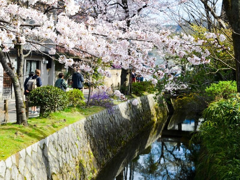 Cherry-Blossoms-Tetsugaku-No-Michi-Kyoto-Japan-Natural-Attractions-in-Kyoto